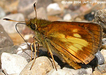 Mulberry Wing (Poanes massasoit)