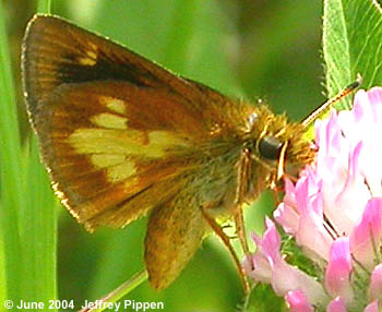 Mulberry Wing (Poanes massasoit)