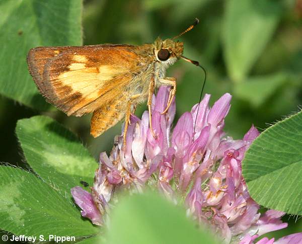 Mulberry Wing (Poanes massasoit)