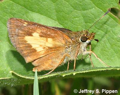 Mulberry Wing (Poanes massasoit)