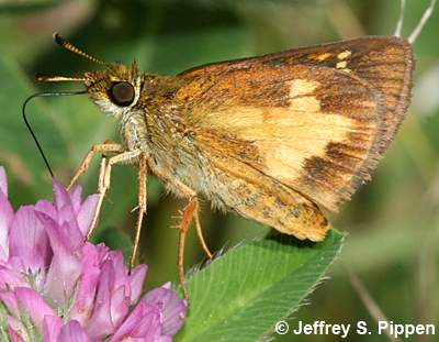 Mulberry Wing (Poanes massasoit)