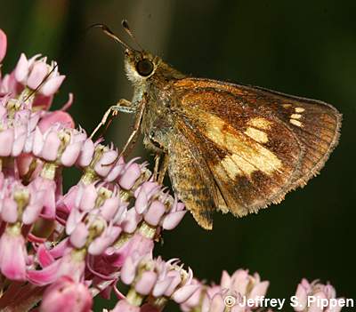 Mulberry Wing (Poanes massasoit)