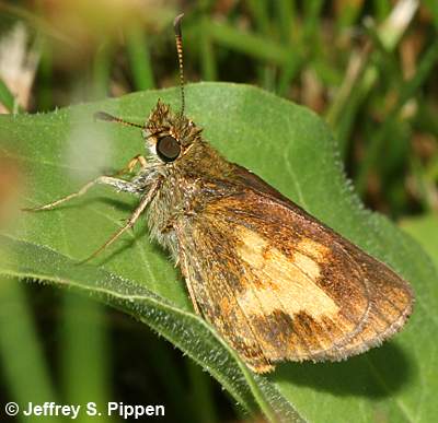 Mulberry Wing (Poanes massasoit)