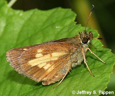 Mulberry Wing (Poanes massasoit)