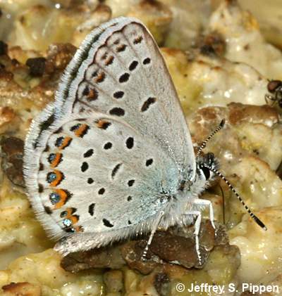 Northern Blue (Plebejus idas atrapraetuxtus)