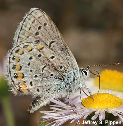 Northern Blue (Plebejus idas atrapraetuxtus)
