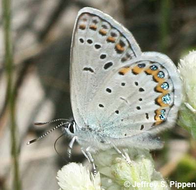 Northern Blue (Plebejus idas)