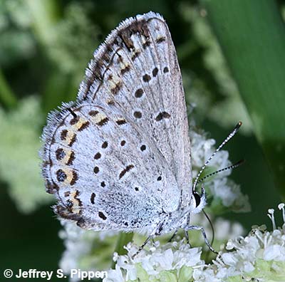 Northern Blue (Plebejus idas)