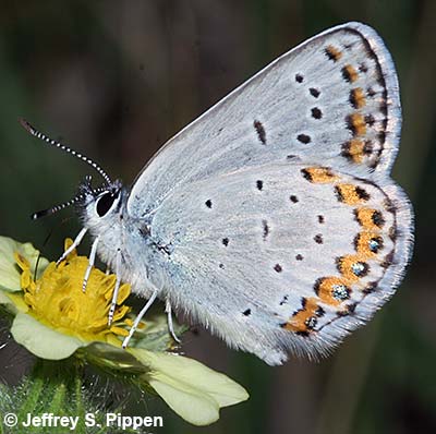 Northern Blue (Plebejus idas)