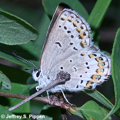 Northern Blue (Plebejus idas)