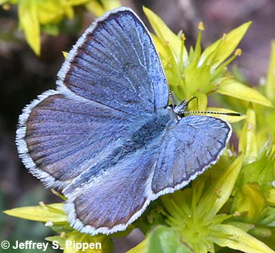 Northern Blue (Plebejus idas atrapraetuxtus)