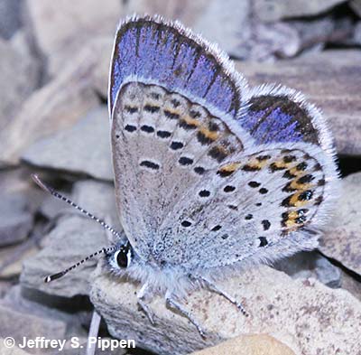 Northern Blue (Plebejus idas atrapraetuxtus)