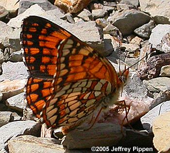 Northern Checkerspot (Chlosyne palla flavula)