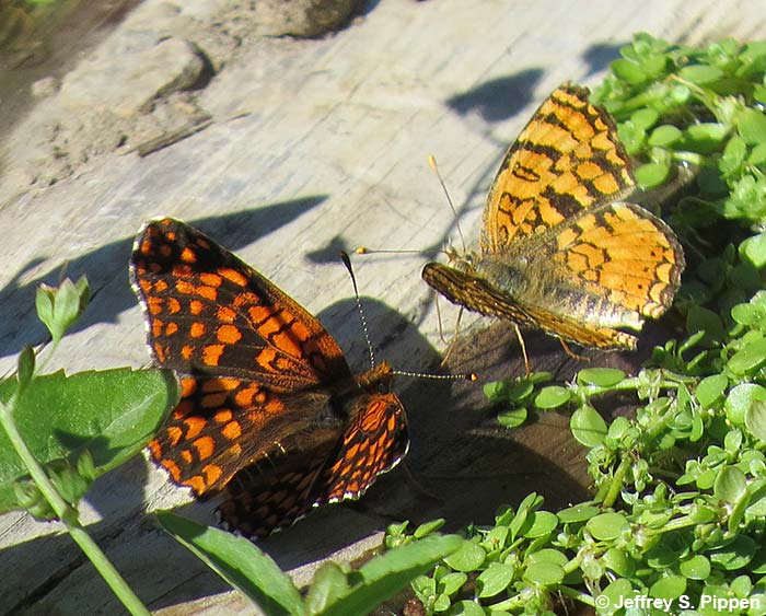 Pale Crescent (Phyciodes pallida)