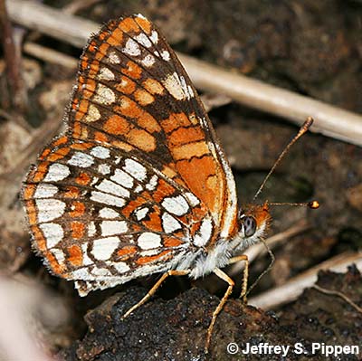 Northern Checkerspot (Chlosyne palla)