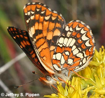 Northern Checkerspot (Chlosyne palla)