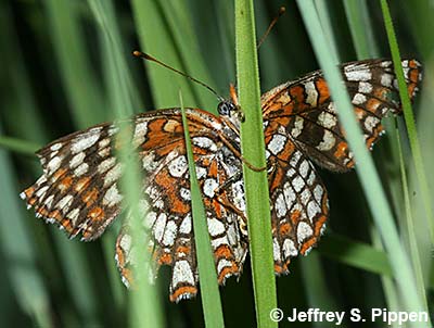 Northern Checkerspot (Chlosyne palla)