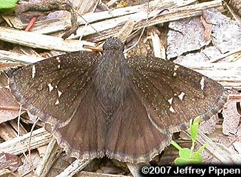 Northern Cloudywing (Thorybes pylades)