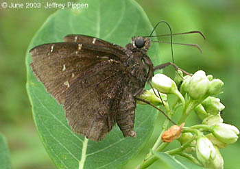 Northern Cloudywing (Thorybes pylades)