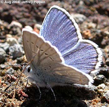 Anna's Blue (Plebejus anna)