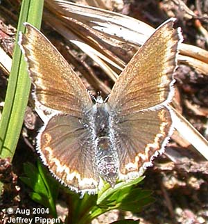 Anna's Blue (Plebejus anna)