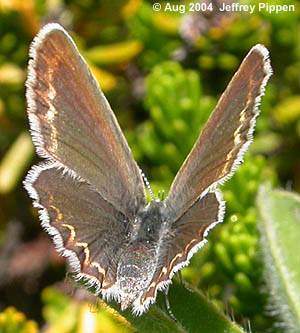 Anna's Blue (Plebejus anna)