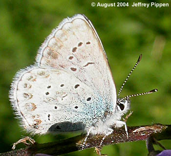 Anna's Blue (Plebejus anna)