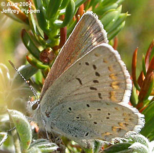 Anna's Blue (Plebejus anna)