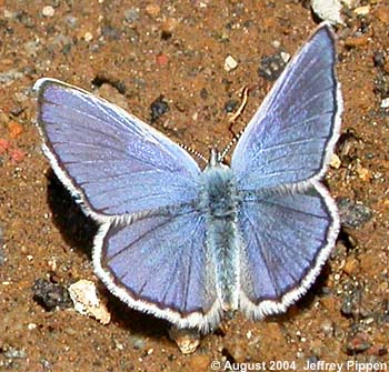 Anna's Blue (Plebejus anna)