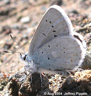 Anna's Blue (Plebejus anna)