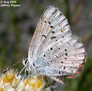 Anna's Blue (Plebejus anna)