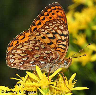 Northwestern Fritillary (Argynnis hesperis)