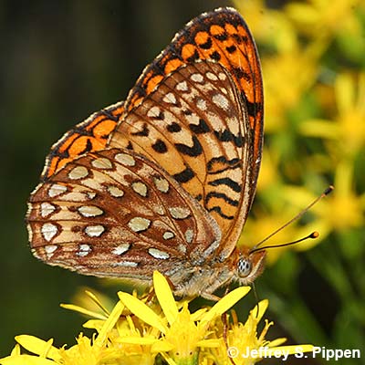 Northwestern Fritillary (Argynnis hesperis)