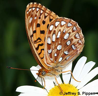 Northwestern Fritillary (Argynnis hesperis)