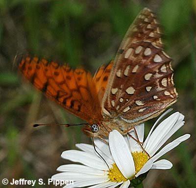 Northwestern Fritillary (Argynnis hesperis)