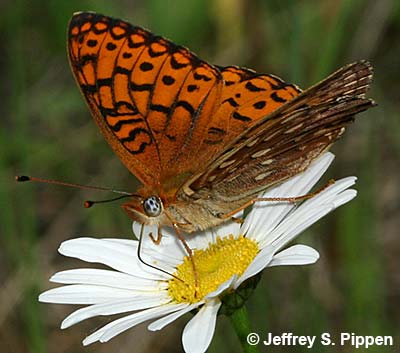 Northwestern Fritillary (Argynnis hesperis)