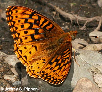 Northwestern Fritillary (Argynnis hesperis)