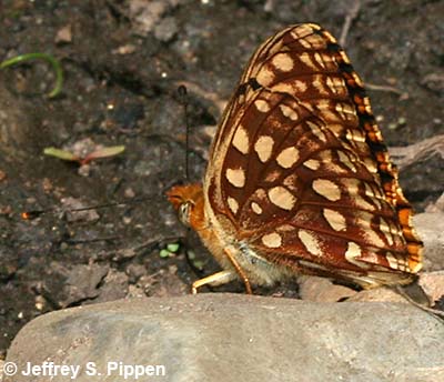 Northwestern Fritillary (Argynnis hesperis)