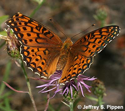 Atlantis Fritillary (Argynnis atlantis)