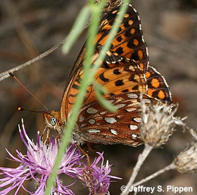 Atlantis Fritillary (Argynnis atlantis)