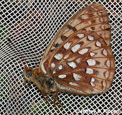 Northwestern Fritillary (Argynnis hesperis)