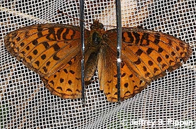 Northwestern Fritillary (Argynnis hesperis)