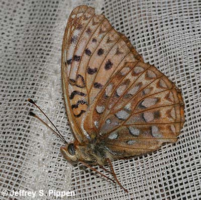 Northwestern Fritillary (Argynnis hesperis)