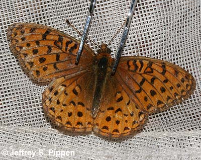 Northwestern Fritillary (Argynnis hesperis)