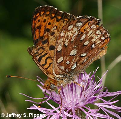 Northwestern Fritillary (Argynnis hesperis)