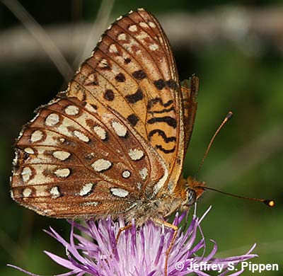 Northwestern Fritillary (Argynnis hesperis)