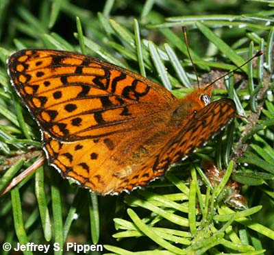 Northwestern Fritillary (Argynnis hesperis)