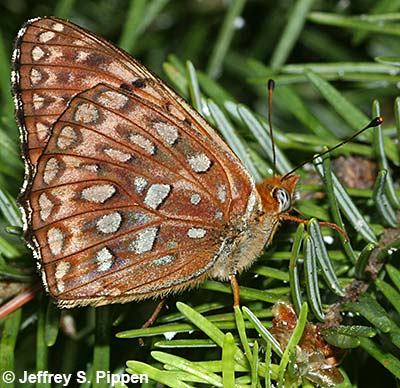 Northwestern Fritillary (Argynnis hesperis)