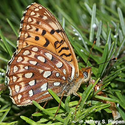 Northwestern Fritillary (Argynnis hesperis)