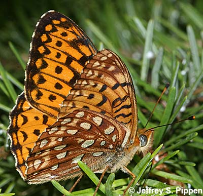 Northwestern Fritillary (Argynnis hesperis)